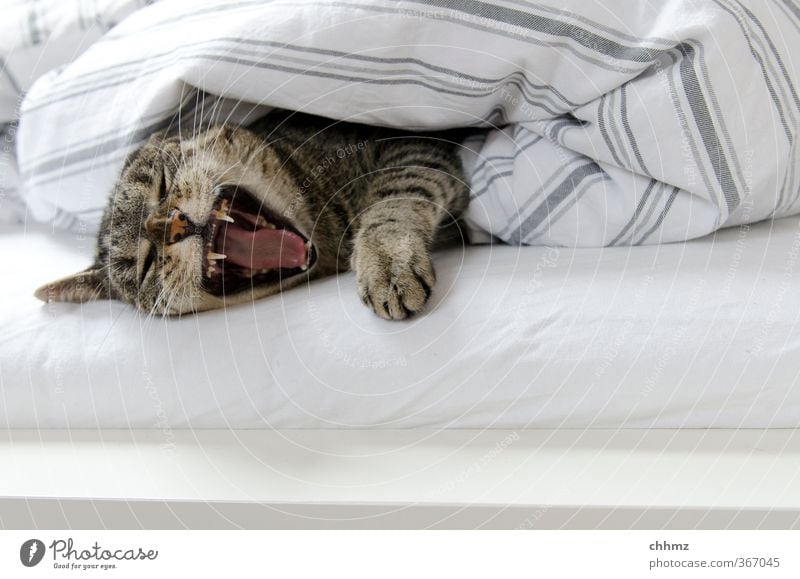 Beware, I am awakened. Furniture Bed Bedclothes Sheet Duvet Pelt Animal Pet Cat Claw Paw 1 Lie Sleep Calm Indifferent Comfortable Relaxation Muzzle Snout