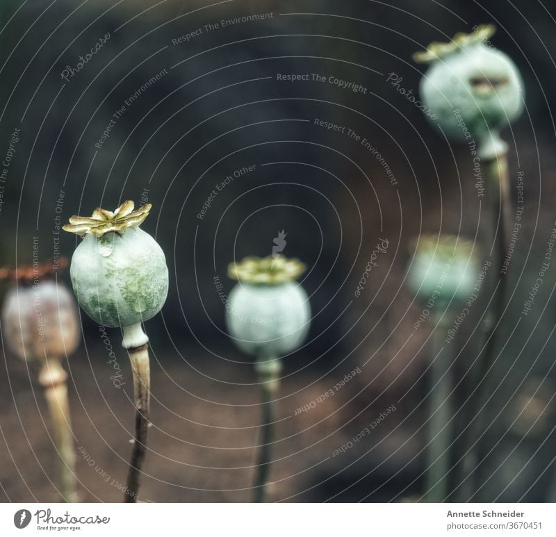 poppy seed capsule Poppy flowers Nature Plant Poppy capsule Colour photo Exterior shot Shallow depth of field Summer Day
