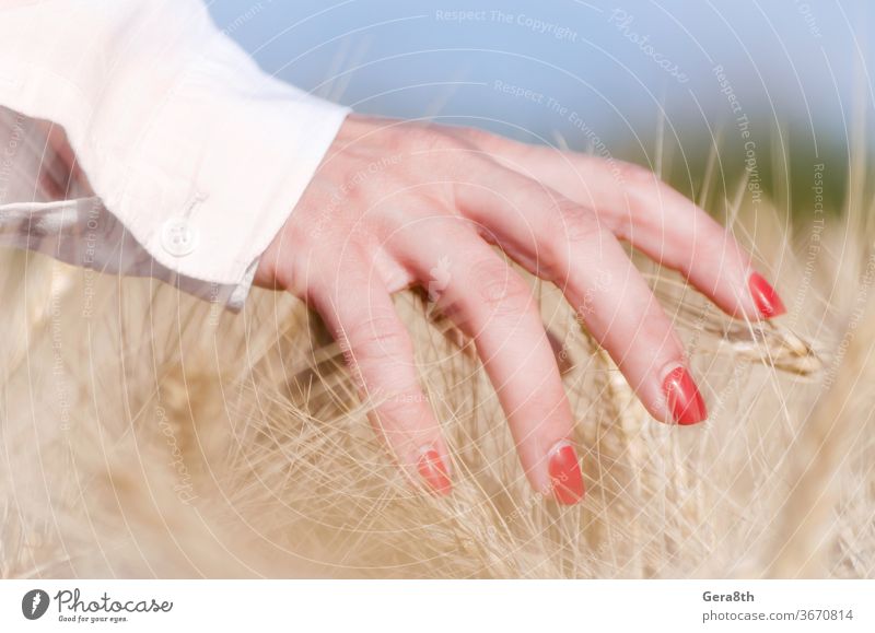 female fingers touching spikelets of wheat agriculture autumn backdrop background blue botany bowery bright care closeup color crop day farm field flora fresh