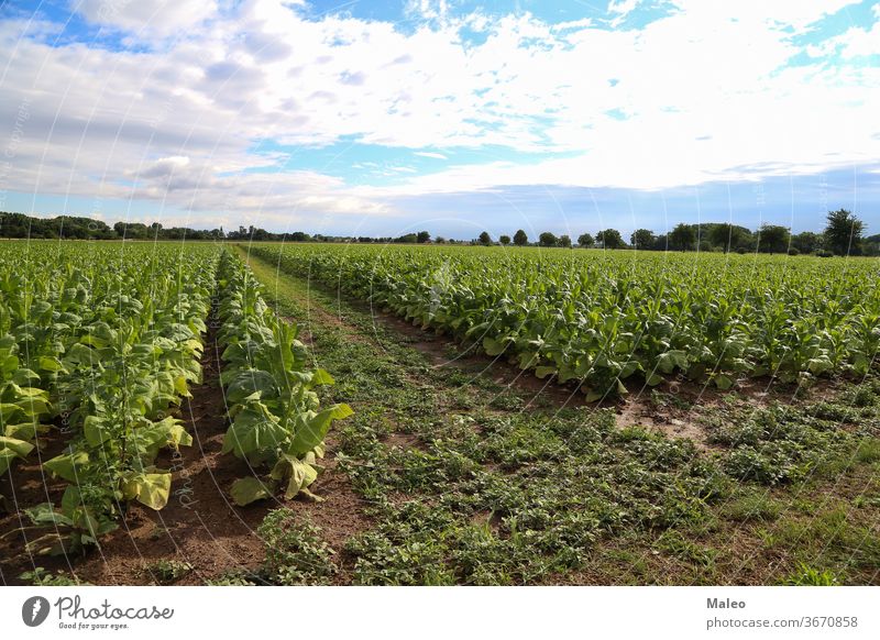 Green tobacco plants on a field in Rhineland-Palatinate agriculture bio bloom blossom caribbean cigar cigarette country countryside crop drawing farm farming