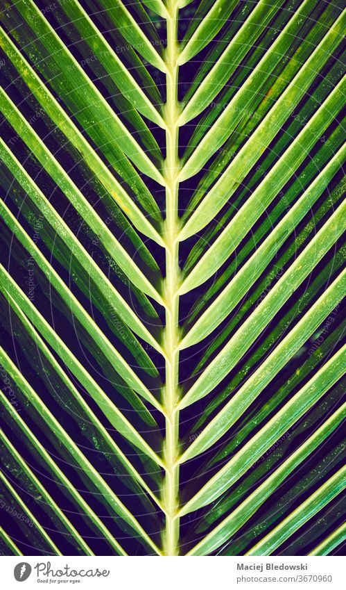 Close up of a palm tree leaf, nature background. tropical summer green plant exotic pattern filtered effect close up abstract jungle instagram effect wallpaper