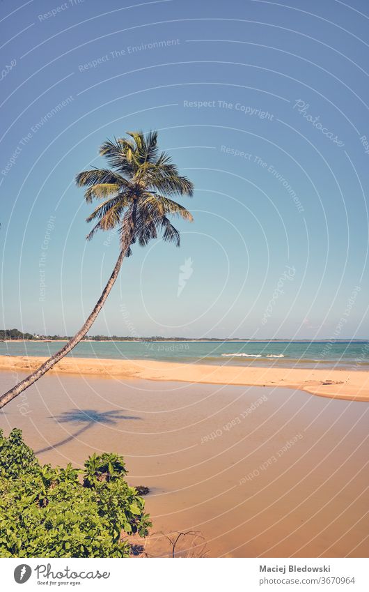Retro toned picture of a tropical beach with coconut palm tree. nature wanderlust getaway summer retro sea vintage filtered instagram effect peaceful relax