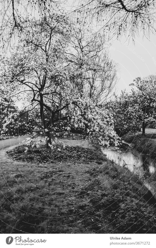 Magnolia magic - Magnolia tree in full bloom magnolias Tree Park Black & white photo White Nature blossom Brook Grief mourning card Hope Grass Blossom Gorgeous