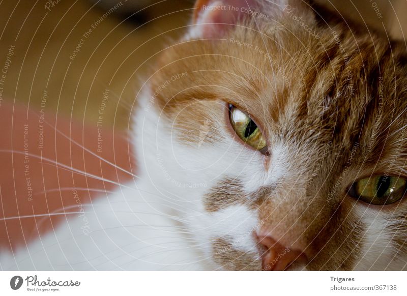 Look me in the eye Cat 1 Animal Orange Boredom Relaxation Serene Colour photo Interior shot Copy Space left Day Shallow depth of field Animal portrait