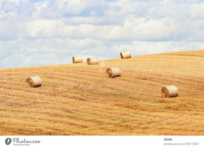 Haystacks on the Field agricultural agricultural area agricultural holding agricultural industry agricultural land agriculture arable area arable land arcadian