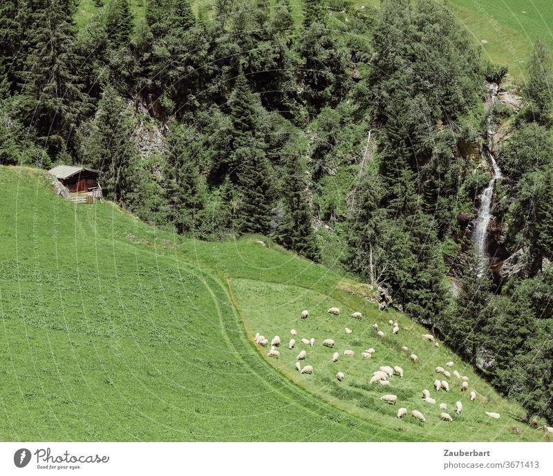 View of a pasture with sheep, waterfall and hut in South Tyrol Willow tree off Meadow Waterfall green Idyll idyllically Hiking hike wanderlust Nature Landscape