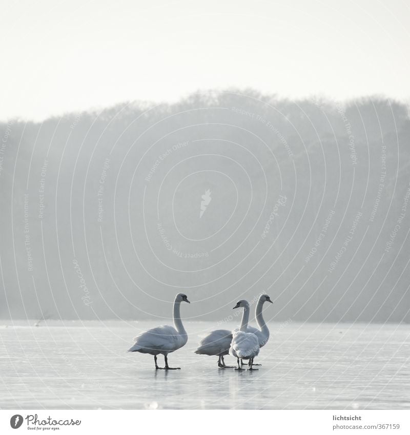 three or four Jesus swans Environment Nature Landscape Elements Sky Horizon Winter Weather Fog Ice Frost Forest Lake Animal Bird Swan 3 4 Group of animals