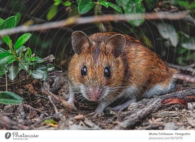 Bank vole on the forest floor bank vole Mouse myodes glareolus Animal face Eyes Nose Muzzle Ear Pelt Observe Looking Wild animal Forest Twigs and branches