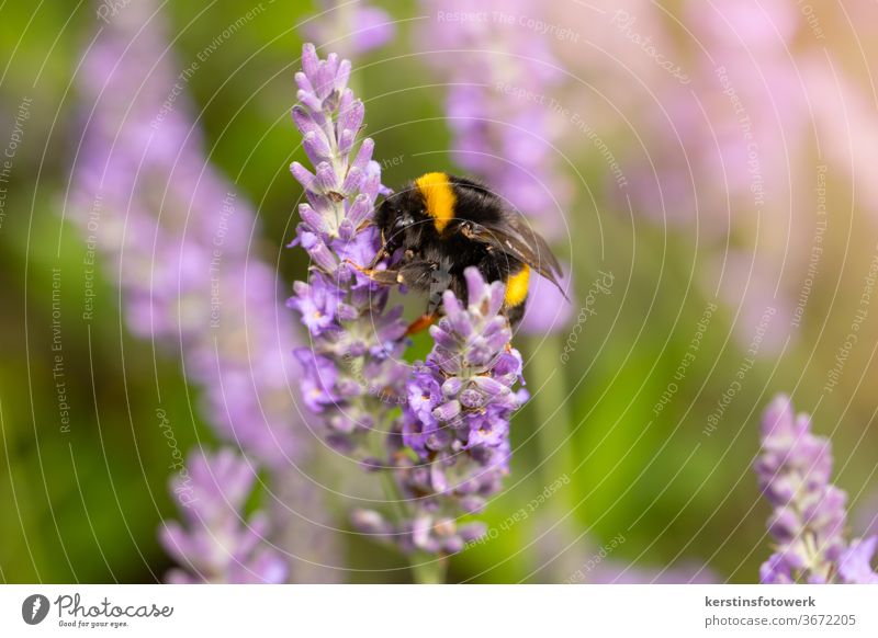 Hard-working bumblebee in lavender Bumble bee Insect Lavend flowers purple Fragrance Animal Animal portrait People unhuman Close-up Garden Nature lure fragrant