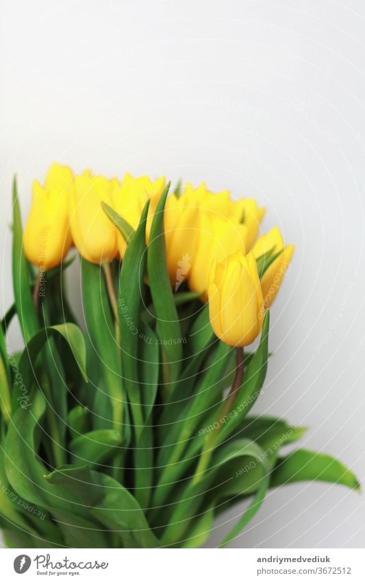 Yellow tulip flowers isolated on white background, for your creative design and decoration yellow tulips bunch vase bouquet beautiful spring nature green beauty