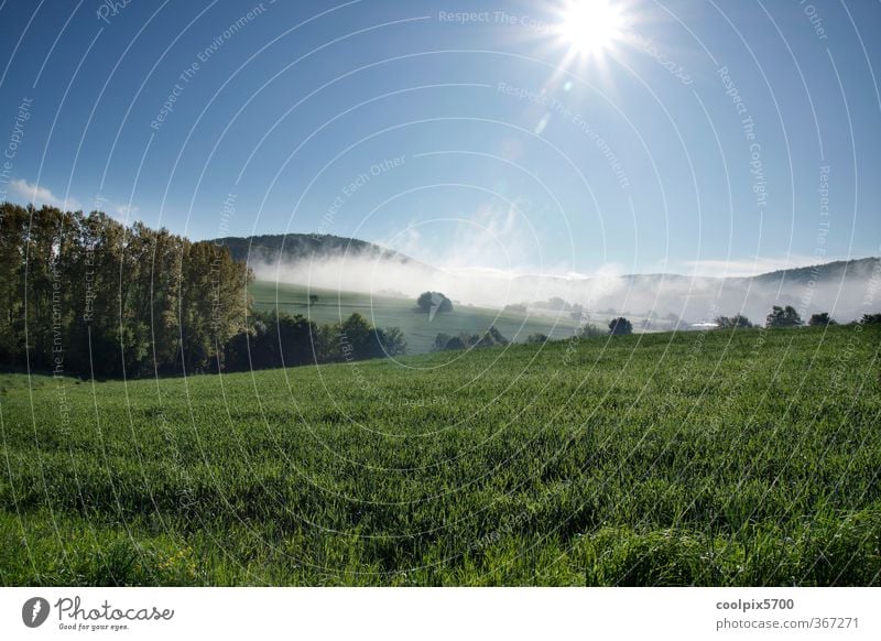 Thirsty sun Nature Landscape Plant Animal Water Sky Sun Sunrise Sunset Sunlight Spring Climate Beautiful weather Fog Grass Agricultural crop Field Forest