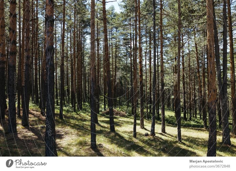 Pine tree forest on a sunny summer day background beams beautiful branches country dirt environment europe evergreens fir foliage group growing growth hiking