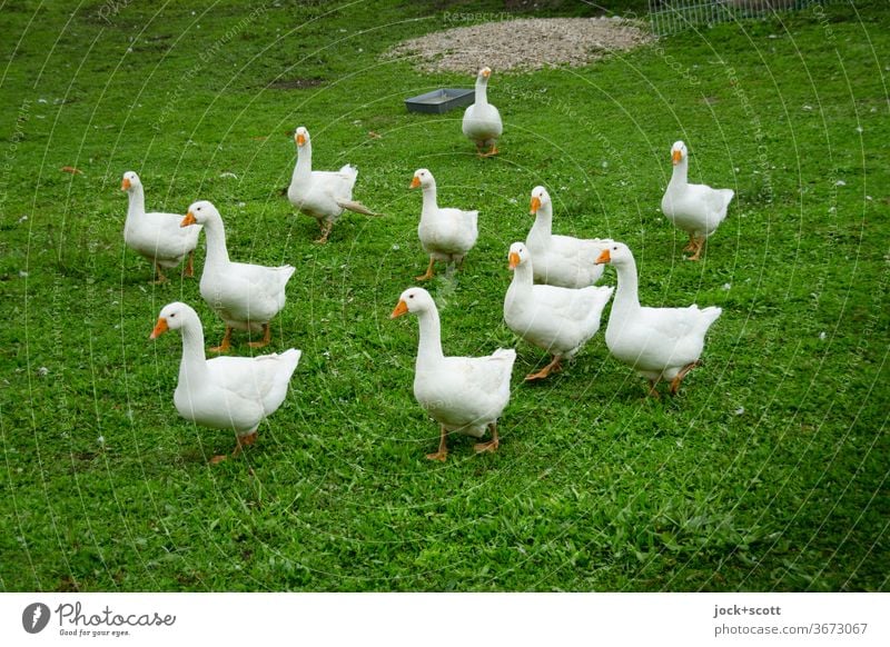 curious geese Goose Pack Authentic Meadow Farm animal Curiosity naturally Keeping of animals Livestock breeding Ecological Looking into the camera