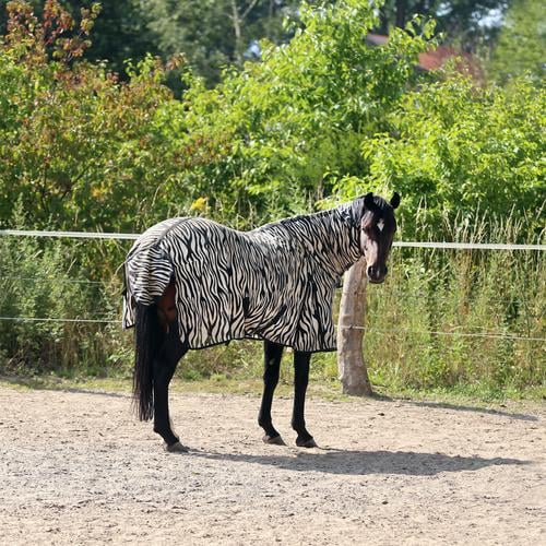 carnival of animals Horse Animal Horse blanket zebra pattern Fence Sand place sunny Shadow green bush look Observe Stand baffled Funny Crazy Inspiration turn