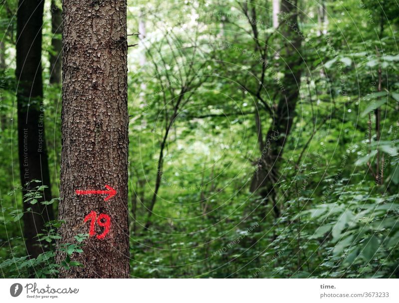 19whatever | tree & embassy Growth overgrown green uncontrolled Fairy tale enchanted Nature Sustainability Environment Plant Forest Arrow Direction Orientation