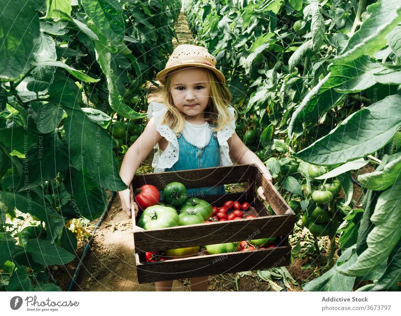 Little girl carrying box with assorted tomatoes in hothouse horticulture bush overgrown charming greenhouse tree unripe harmony organic idyllic straw hat