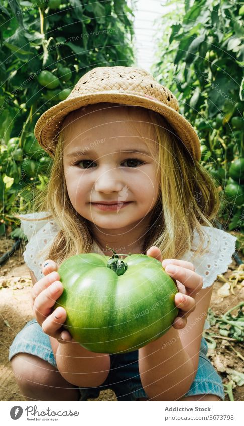 Cute girl showing big green tomato in greenhouse bush horticulture smile organic overgrown unripe harmony idyllic gardening squat peace child straw hat bright
