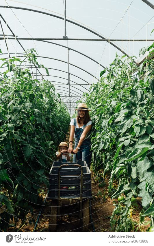 Mother with daughter carrying wheelbarrow near tomato trees in greenhouse mother horticulture smile lush unripe harmony organic idyllic cheerful gardening peace