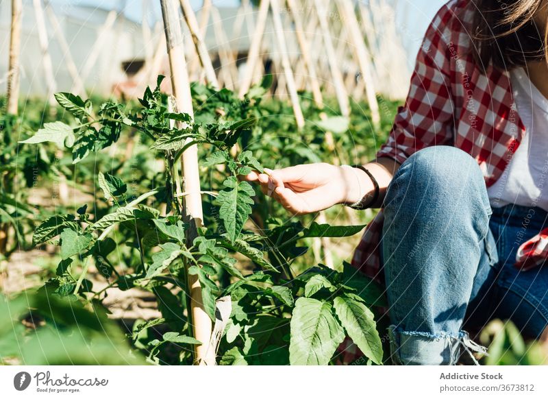 Faceless gardener touching leaf of tomato bush in summer horticulture spiky green cultivate growth stick wooden idyllic bright squat horticulturist gardening