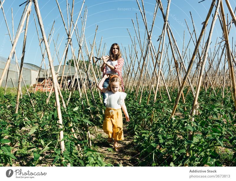 Happy woman and little girl collecting fresh vegetables under blue sky mother daughter harvest pick assorted tomato bush horticulture affection gentle bonding