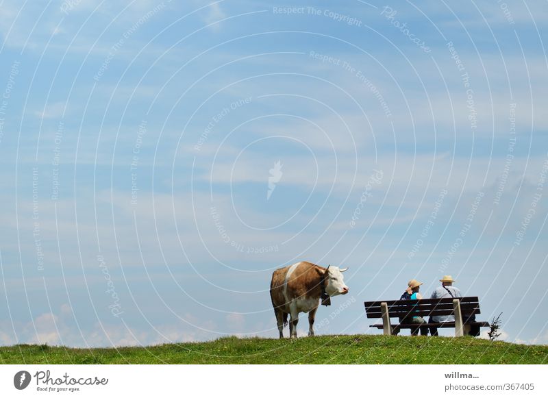 A brown spotted cow stands next to a bench with two hikers Cow brownchecked Sit Bench Couple Observe Funny Relaxation Break Irritation Straw hat Bavaria
