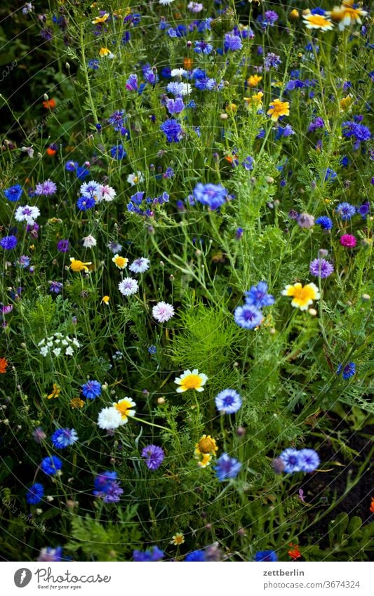Flowering bee pasture in summer flowers blossom bleed Relaxation holidays Garden Grass allotment Garden allotments Deserted Nature Plant Lawn tranquillity