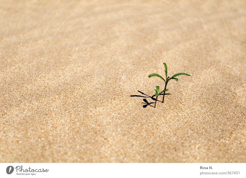 En miniature Nature Plant Tree Beach Growth Together Bright Small Dry Power Perspective Miniature Sand Exterior shot Deserted Copy Space left Copy Space right