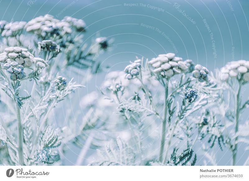 Frosted flowers frosted flowers winter snow cold nature Snow Winter Ice Frozen Ice crystal Cold Freeze Hoar frost Frostwork Blue Exterior shot Nature White