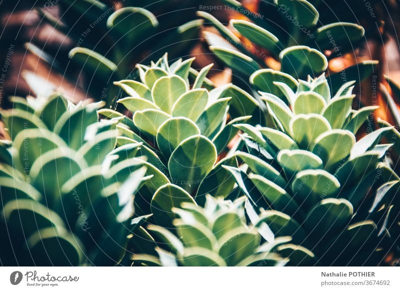 Succulents close-up - a Royalty Free Stock Photo from Photocase