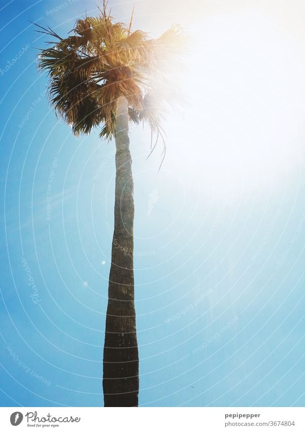 Palm tree against the light with blue sky green Plant Summer Vacation & Travel Sun Day Beach Exterior shot Sky Blue Deserted Summer vacation Exotic Island