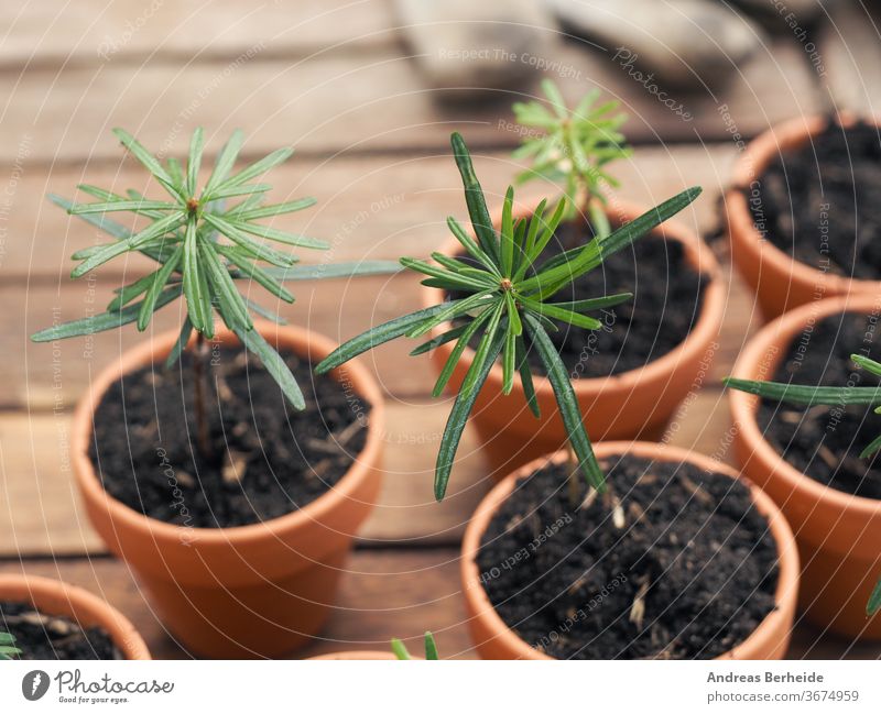 Small seedlings of the Nordmann fir in plant pots on a plant table, gardening or forestry concept, nature conservation farm protection environmental evergreen