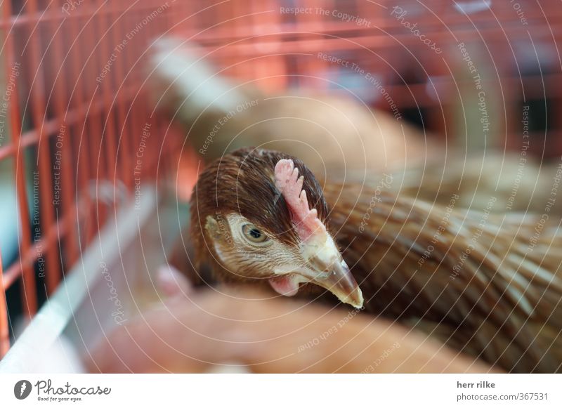 When the chicken was at the weekly market. Animal Farm animal Animal face Barn fowl 1 Comb Select Observe Think Feeding Study Dream Sadness Wait Simple Natural