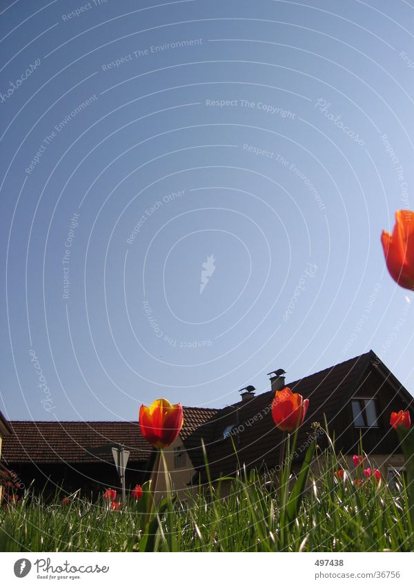 beetle perspective Tulip Grass House (Residential Structure) Portrait format Flower Worm's-eye view Blue sky