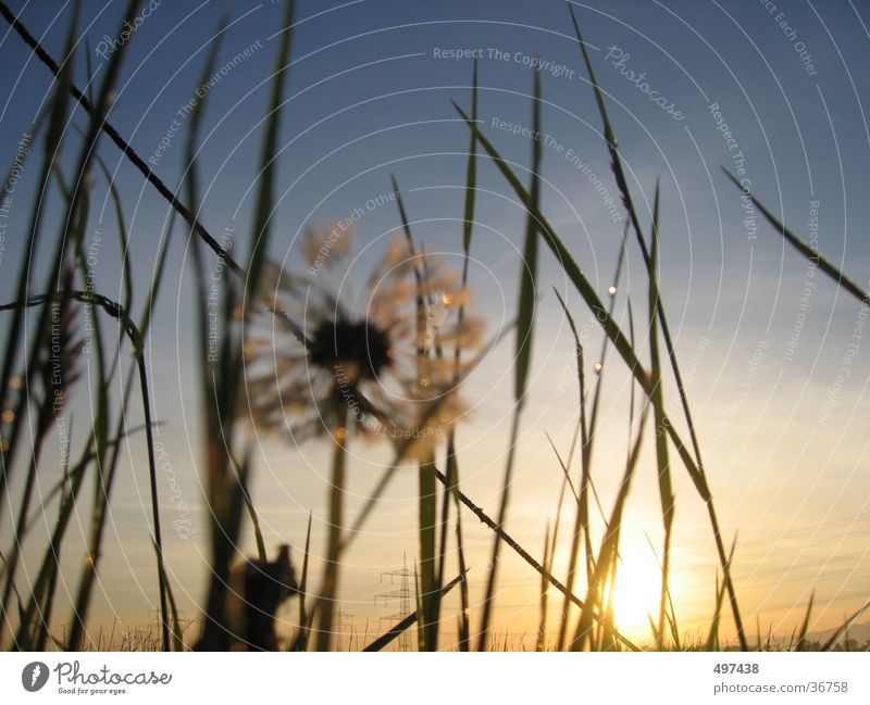 dank Dandelion Grass Sunrise Morning Sky Worm's-eye view