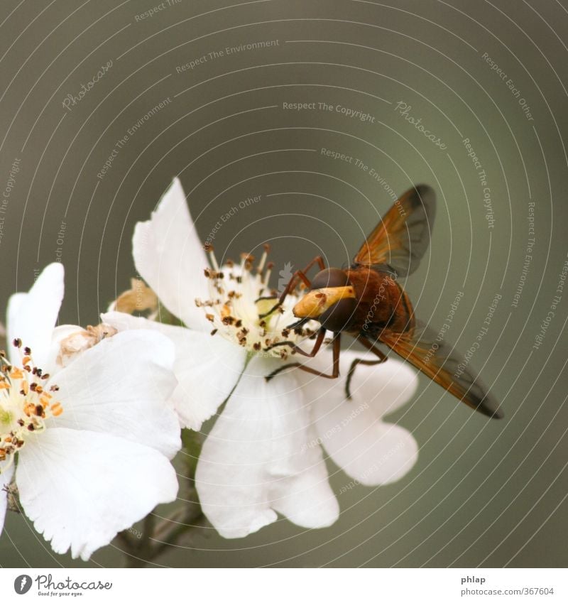 reserve bee Nature Plant Animal Rose Blossom Park Fly 1 Yellow Orange White Hover fly hornet shuttle fly Camouflage pollination Colour photo Exterior shot