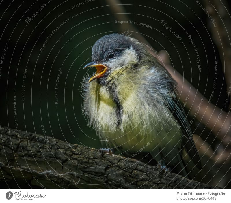 Twittering Yellow Tit Tit mouse parus major Baby animal Chick Animal face Beak Eyes Grand piano tweet Sing Feather young branch Small youthful birds Wild animal