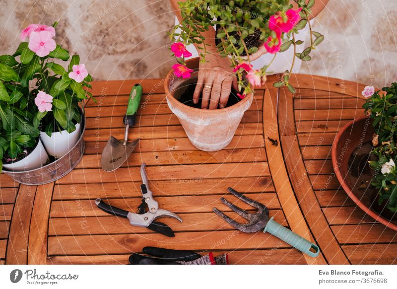 unrecognizable middle age woman working with plants outdoors, gardening concept. Nature 60s retired home earth flowers agriculture hobby horticulture dirtied