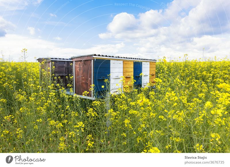 Beehives in blooming canola field during springtime agriculture animal apiarist apiary apiculture bee bee-keeping beehive beekeeper beekeeping blossom blue box