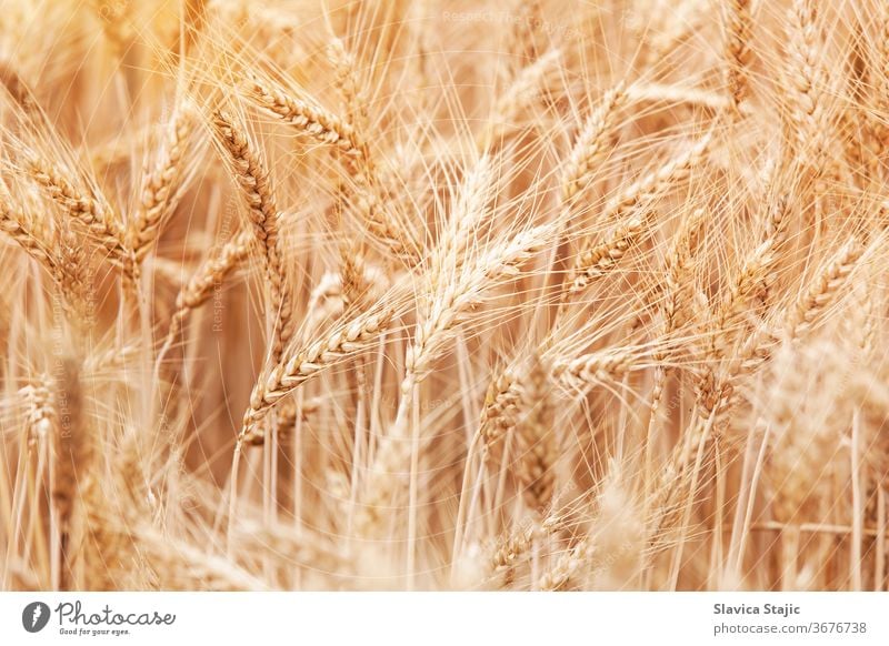 Close-up of stalks in wheat field agriculture background barley bread country countryside crop cultivate dry ear farm farming fertile food golden grain grow