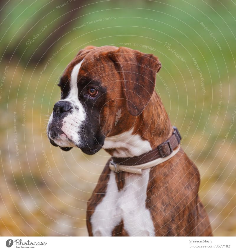 Portrait of German boxer dog sitting on a meadow, close up animal autumn background black breed brown canine doggy domestic fall friend friendship fun fur