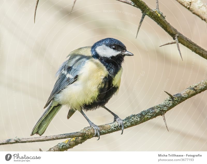 Great Tit in the sunshine Tit mouse parus major Animal face Beak Eyes Feather Grand piano Claw Twigs and branches tree birds Wild animal Nature Animal portrait