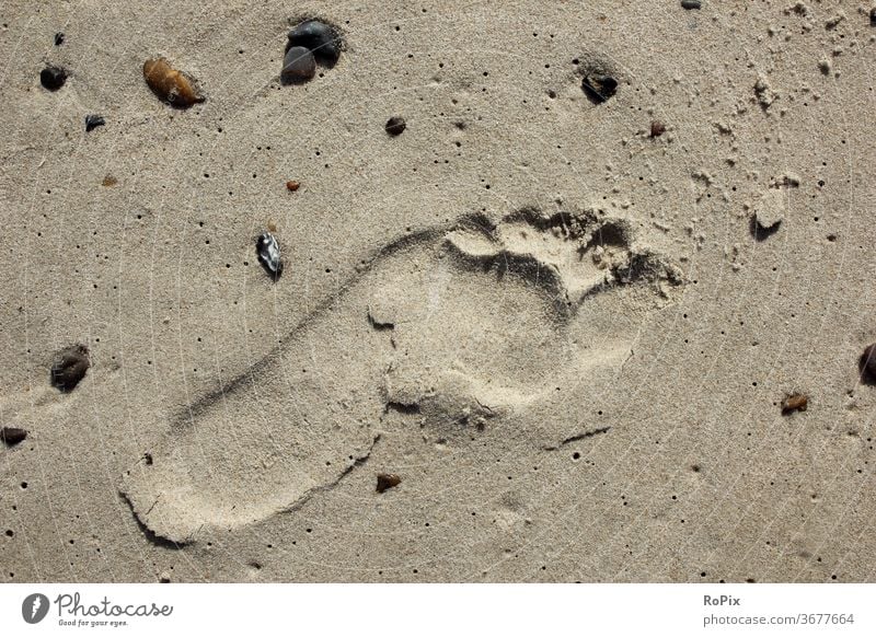 Barefoot on the beach is always nice. Beach Coast Ocean sea ocean Sandy beach trace feet footprint vacation coastal migration Relaxation tranquillity relaxation