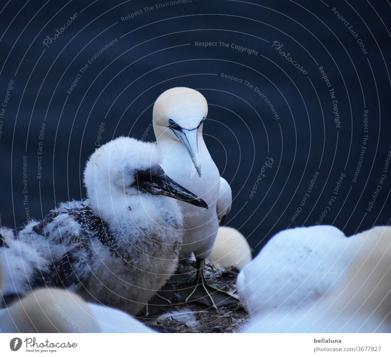 Gannets with offspring Ocean Water Waves Blue Sky Clouds Vacation & Travel Coast Summer Deserted Beautiful weather Nature Far-off places Colour photo