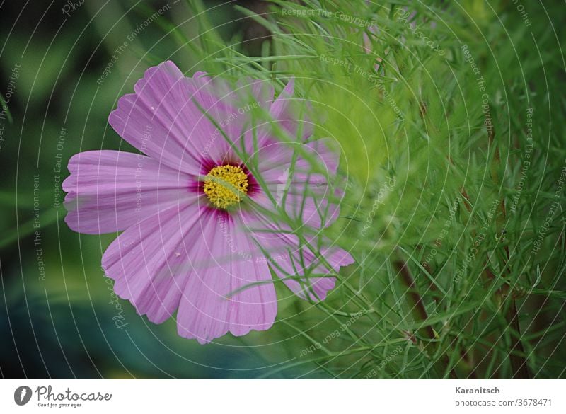 Close-up of a pink Cosmea blossom. Cosmos composite bleed flowers Pink Delicate green Garden Summer Nature petals background do gardening