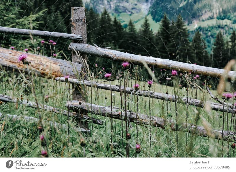 Batten fence and thistles on an alp above the Pflerschtal in South Tyrol Fence wood slats lattice fence Alpine pasture Thistles Valley mountains Alps firs