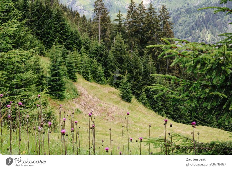 Alpine meadow with thistles and spruces above the Pflerschtal in South Tyrol alpine meadow Alpine pasture Thistles Valley mountains Alps firs green Landscape