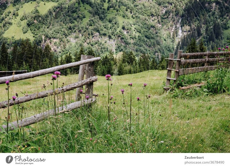 Wooden fence, thistles and alpine meadow above the Pflerschtal in South Tyrol Fence Alpine pasture Meadow Thistles Violet wood slats lattice fence Valley