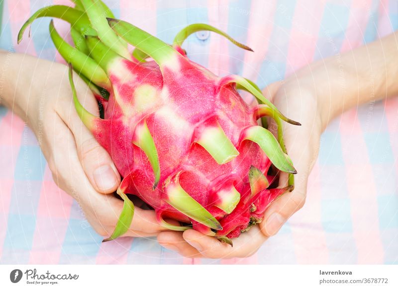 Closeup of girl's hands with pitaya fruit. Exotic asian fruit. Selective focus. cactus dessert diet dragon eat exotic food fresh healthy ingredient organic pink