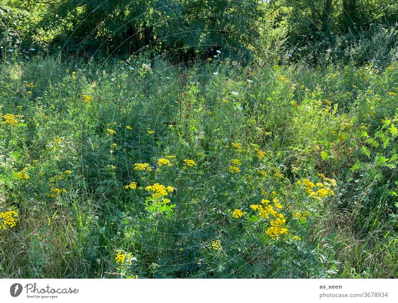 Summer meadow in the green Meadow Yellow Nature flowers Garden natural Light and shadow Deserted Day Environment Wild late summer already Colour photo Grass