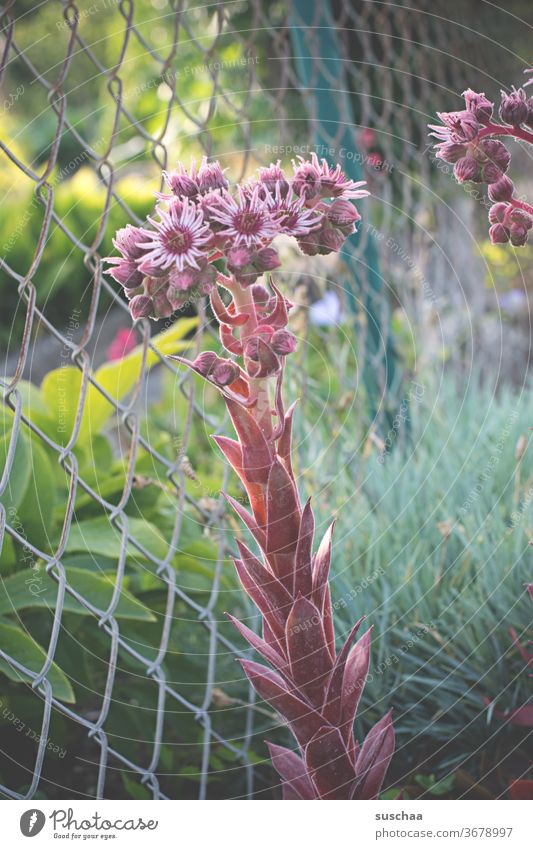 flowery plant on a wire mesh fence Garden Garden fence Wire netting fence wax Plant Ornamental plant flowers Seldom Exotic Wire fence Fence Border green